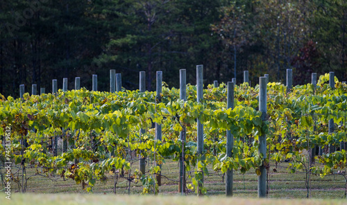 Green Grapevines Growing on a Hillside in the Mountains of a Sunny Day