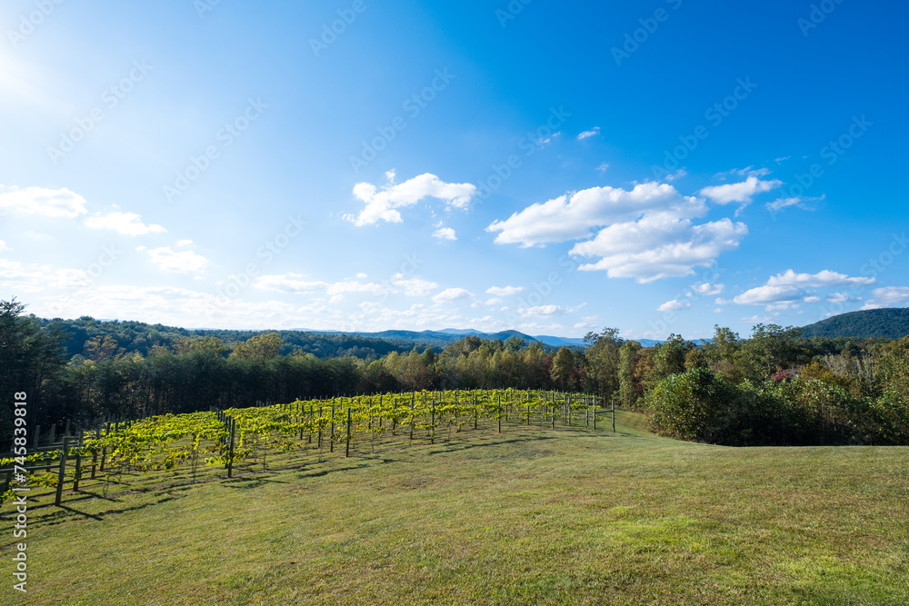 Fototapeta premium Green Grapevines Growing on a Hillside in the Mountains of a Sunny Day