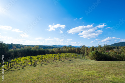 Green Grapevines Growing on a Hillside in the Mountains of a Sunny Day