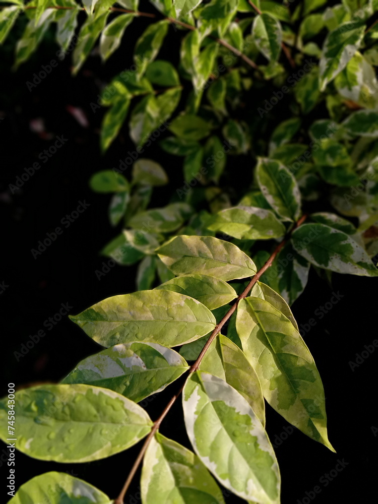 Fototapeta premium leaves in the ground 
