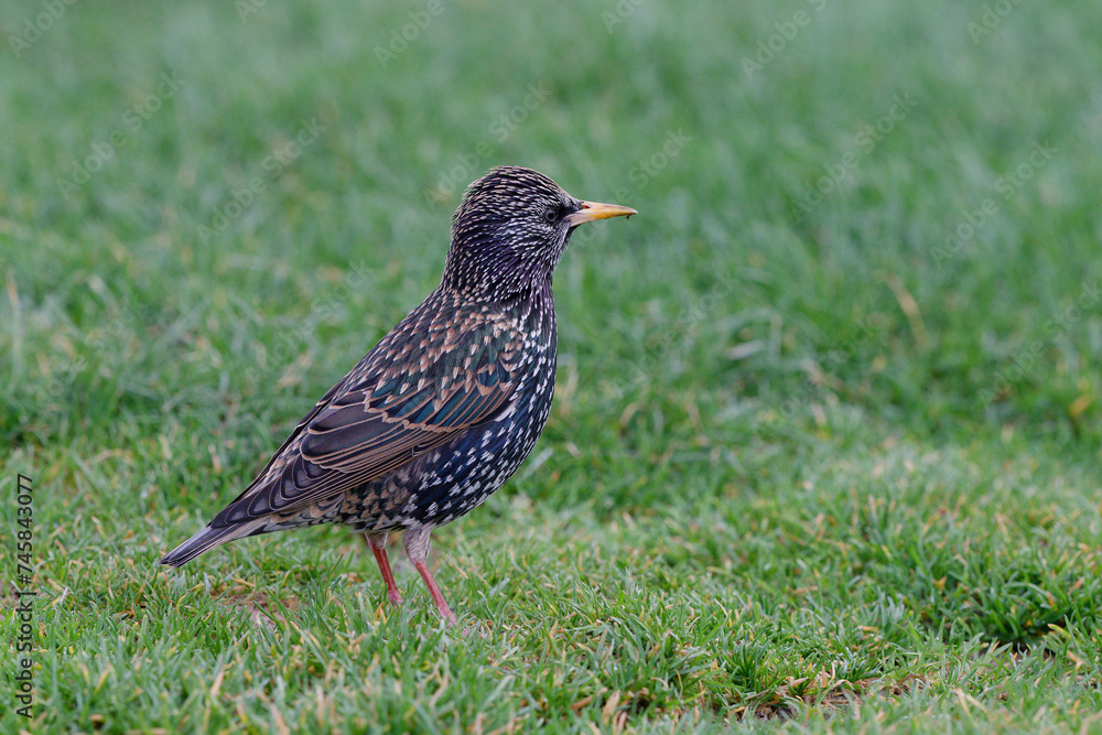 Étourneau sansonnet - Sturnus vulgaris Linnaeus Étourneau sansonnet - Sturnus vulgaris Linnaeus