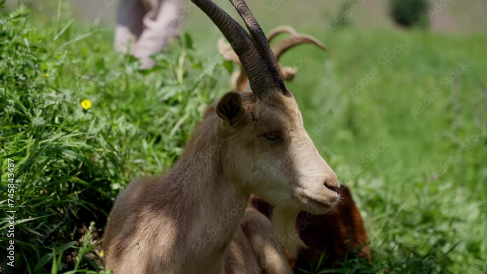 Relaxed Goat Lying in Green Grass with Majestic Twisted Horns and a Calm Gaze Relaxed Goat Lying in Green Grass with Majestic Twisted Horns and a Calm Gaze