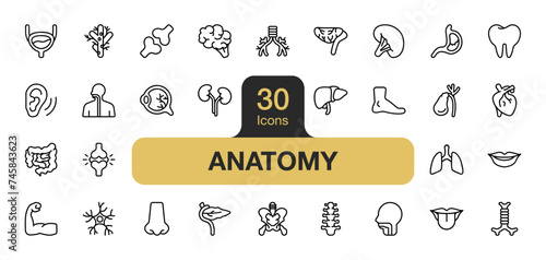 Set of 30 Anatomy icon element sets. Includes lungs, teeth, trachea, muscle, nerves, eyeballs, nose, mouth, and More. Outline icons vector collection.