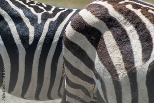 Grévy's zebras (Equus grevyi) in Ngorongoro conservation area (crater), Tanzania photo