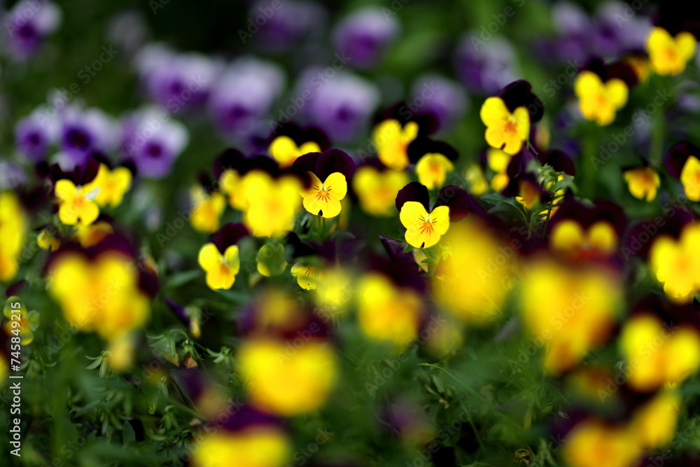 Obraz premium 수원 한옥