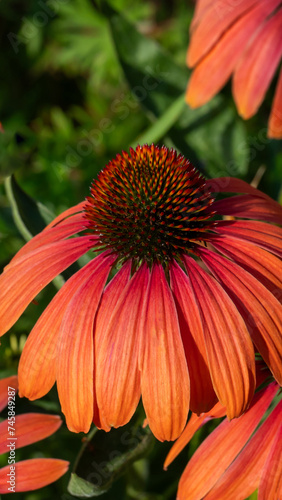 Orange coneflower on a background of green leaves.