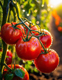 Dojrzałe, pyszne, czerwone pomidory, tapeta, dekoracja. Generative AI