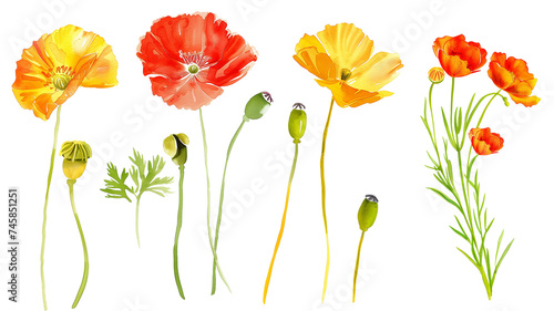 set of watercolor wildflowers  isolated on transparent background