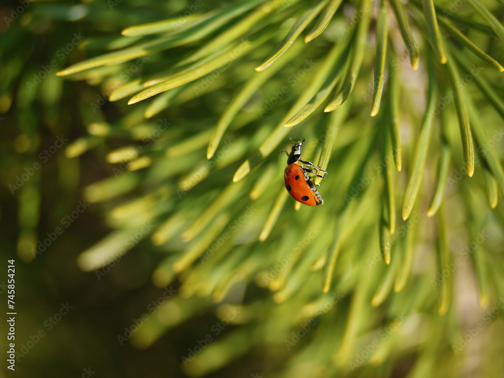 Close up photo of a ladybug on pine needles Close up photo of a ladybug on pine needles