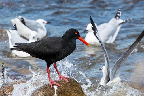 African Oystercatcher (Swarttobie) (Hematopus moquini) at Stony Point Nature Reserve in Betty’s Bay, Western Cape, South Africa