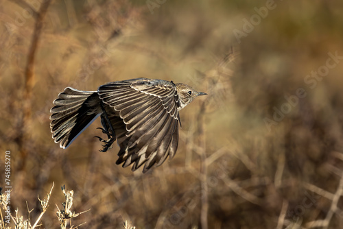 Flying Karoo Chat (Karoospekvreter) (Emarginata schlegelii) in the Karoo National Park, Western Cape, South Africa