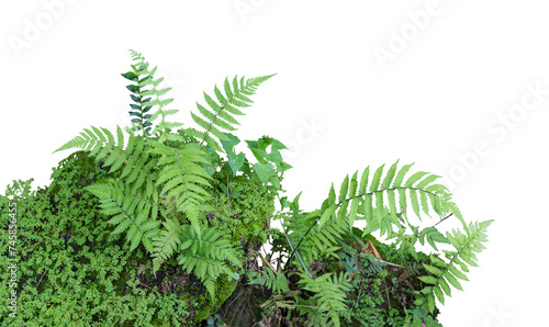 Tropical plant fern moss bush tree jungle stone rock isolated on white background with clipping path.  