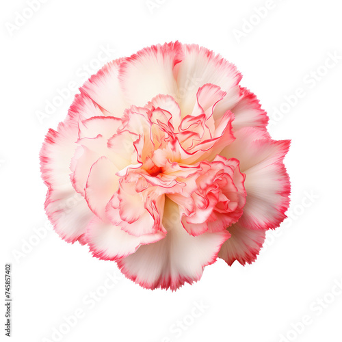 Beautiful carnation isolated on white