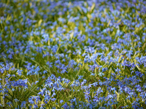 Spring blue flowers meadow in sunlight