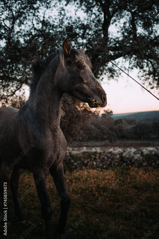 Fototapeta premium Caballo en el campo.