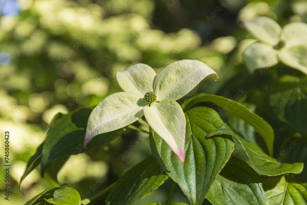 kousa dogwood tree flowers close-up kousa dogwood tree flowers close-up