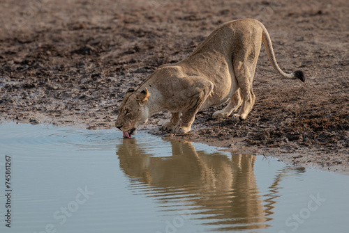 Lioness drinking in the wild.
