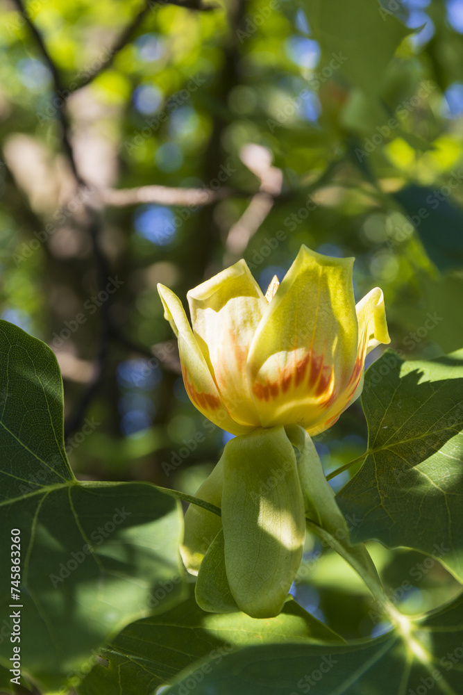 A close-up of a tulip tree flower in a park on a sunny summer day A close-up of a tulip tree flower in a park on a sunny summer day