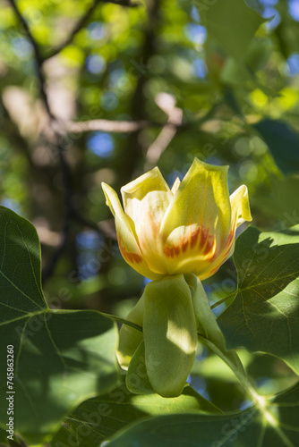 A close-up of a tulip tree flower in a park on a sunny summer day