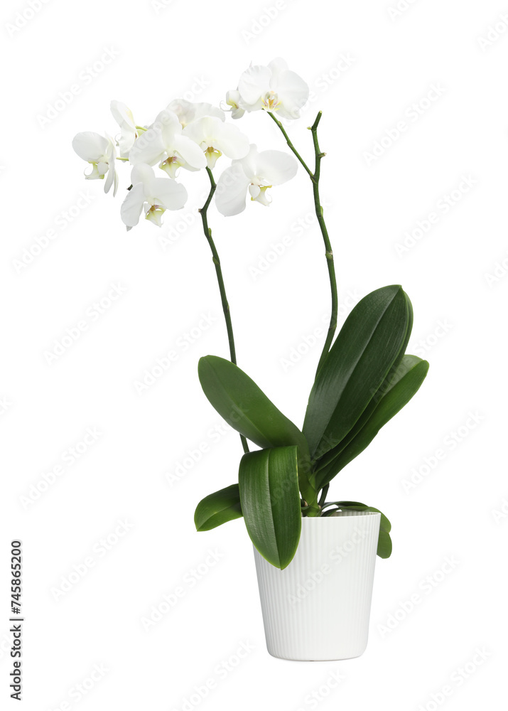 Blooming orchid flower in pot isolated on white Blooming orchid flower in pot isolated on white