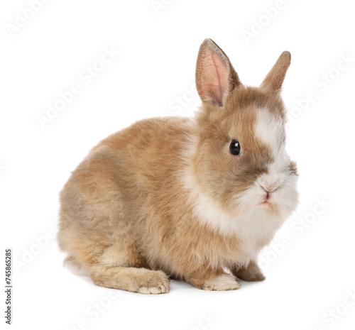 Cute fluffy pet rabbit isolated on white
