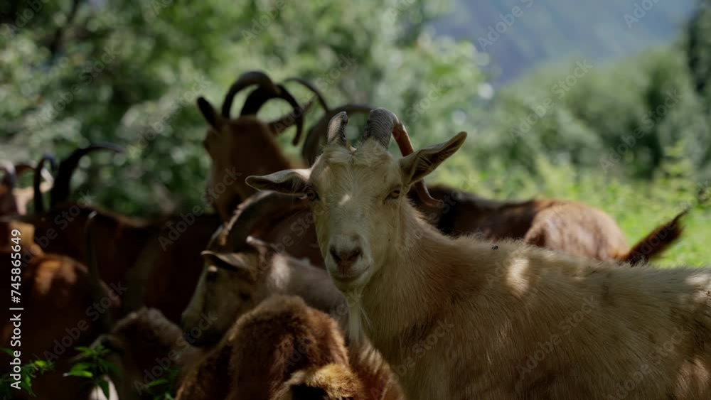 White Goat with Curved Horns Standing Among a Herd in a Bright, Sunlit Pasture White Goat with Curved Horns Standing Among a Herd in a Bright, Sunlit Pasture