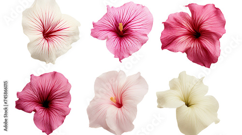 Hibiscus Vine Collection: Lush Botanical Illustrations in 3D Digital Art, Isolated with Transparent Backgrounds for Graphic Design and Decoration.