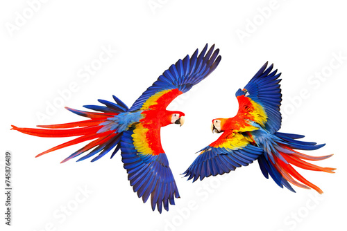 Colorful flying Scarlet Macaw parrots isolated on transparent background png file