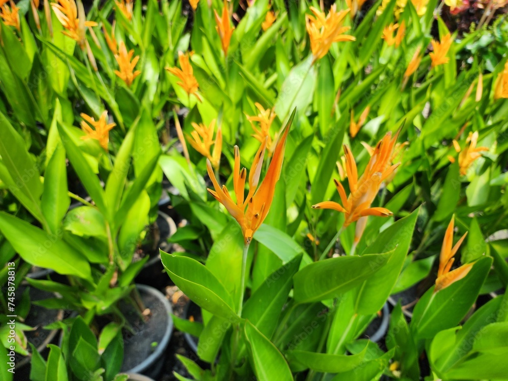 Obraz premium Strelitzia reginae is a flowering plant with both single stems and clumps, with underground rhizomes. It has flowers that look like birds spreading their wings.