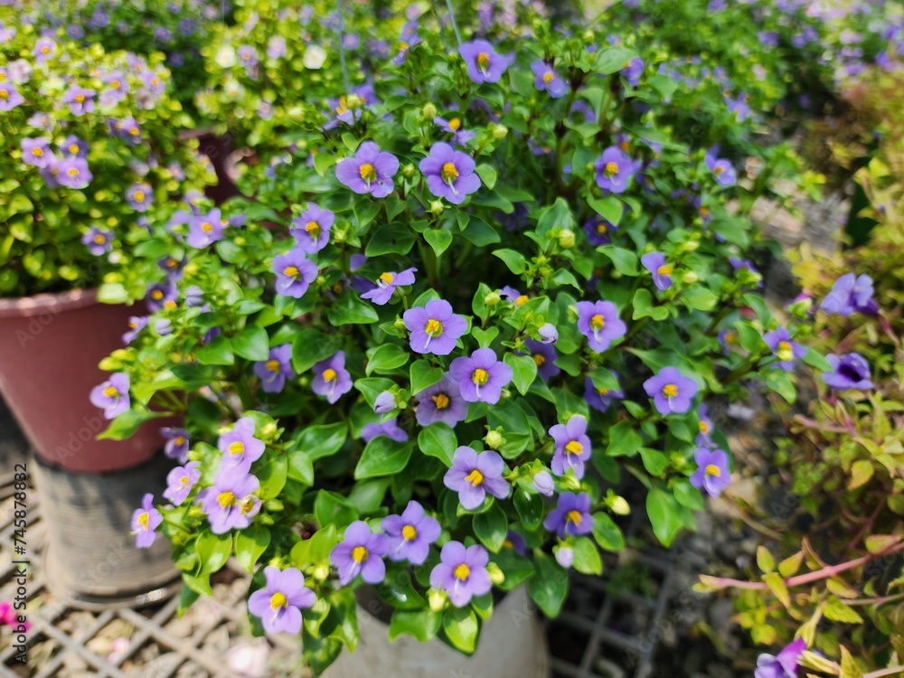 Exacum affine is a rare plant native to Socotra Island, which is in the Yemen archipelago. in the Indian Ocean It is a herbaceous plant with beautiful purple flowers and yellow stamens. Exacum affine is a rare plant native to Socotra Island, which is in the Yemen archipelago. in the Indian Ocean It is a herbaceous plant with beautiful purple flowers and yellow stamens.