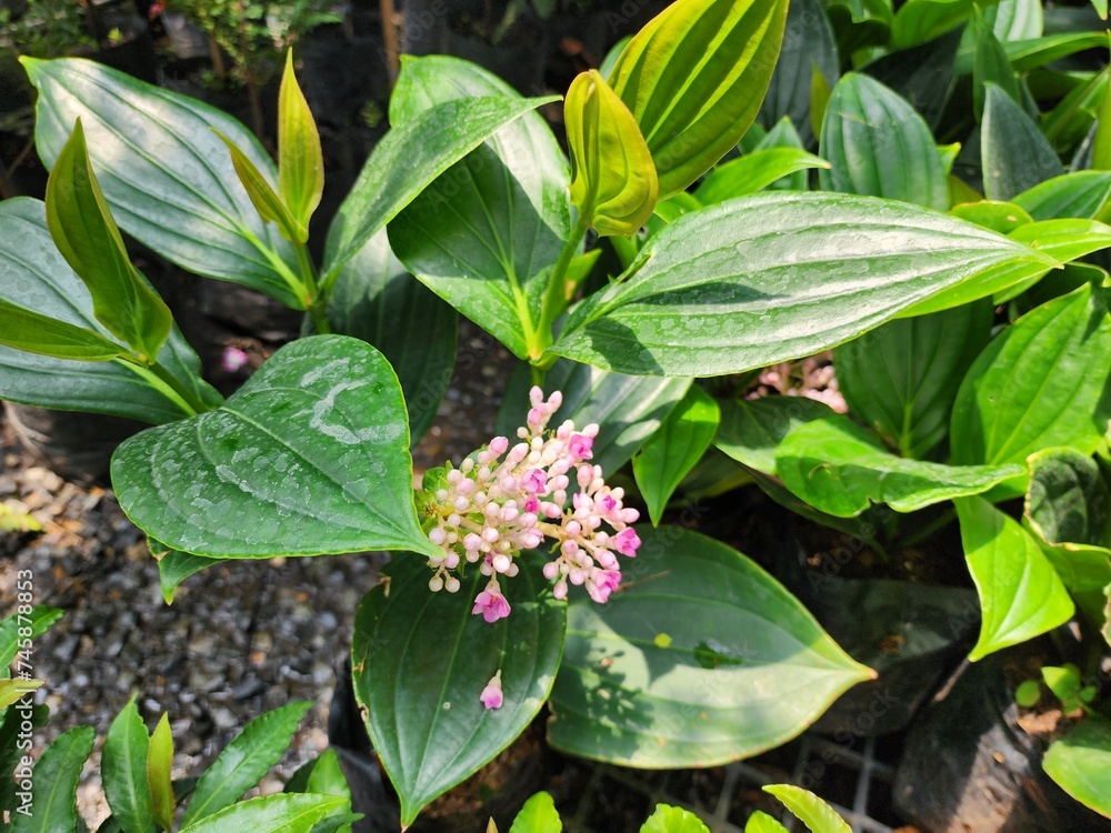 Medinilla Myriantha is a soft shrub that grows in rock crevices. The round fruit has a beautiful pink color similar to pearl beads. Popularly grown as an ornamental plant. Medinilla Myriantha is a soft shrub that grows in rock crevices. The round fruit has a beautiful pink color similar to pearl beads. Popularly grown as an ornamental plant.