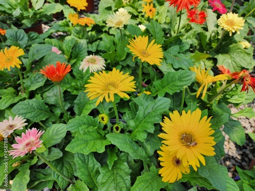Gerbera jamesonii is a single-leaved herbaceous plant that grows into a single cluster at the tip of the shoot. There are many colors such as yellow flowers, white flowers, purple flowers, and pink . photo