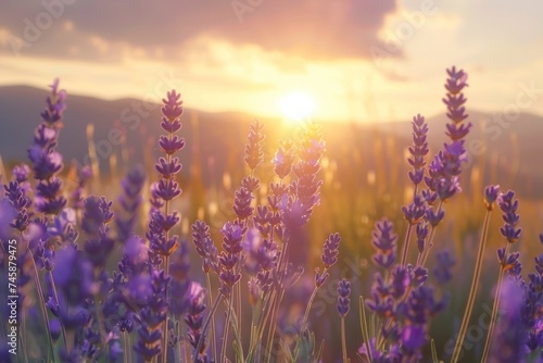 A field of lavender with a sunset backdrop creating a tranquil and aromatic nature landscape © Nisit