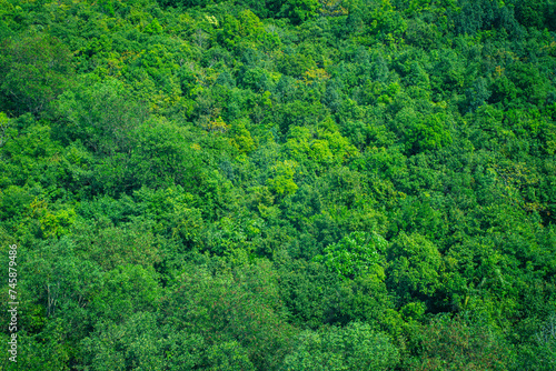 Bird view of forest