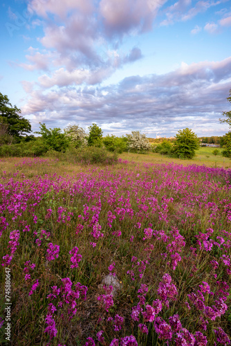 Flower field in Sweden during summer
