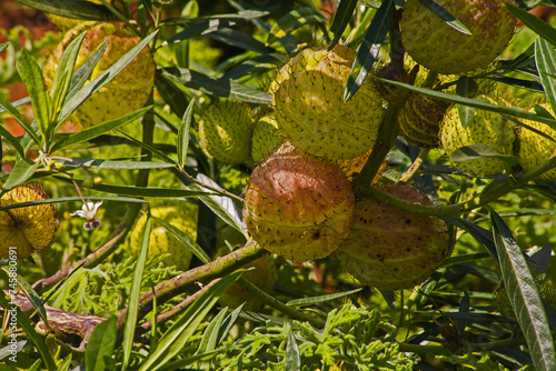 African milkweed (Gomphocarpus physocarpus) 15318 photo