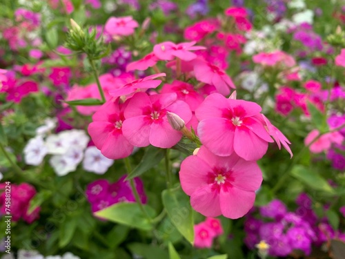pink phlox flowers in the garden