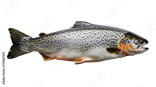 Fresh Whole Trout Isolated on Black Background, A single, whole trout with shiny scales and vivid markings, isolated against a stark black background.