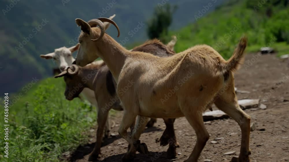 Brown Goat with Curled Horns Walking Away on a Dirt Path with Green Foliage Background