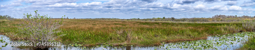 Panoramic view of the open grass of the Florida Everglades swamp