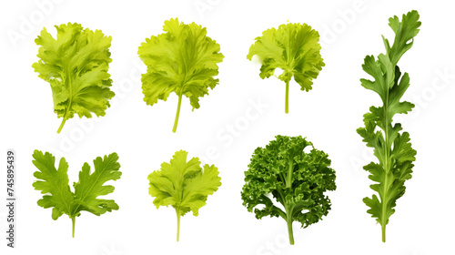 Mustard Greens Isolated on Transparent Background: Vibrant 3D Digital Art for Culinary Ingredient Images, Perfect for Health and Nutrition Concepts in Kitchen Design and Botanical Illustrations.