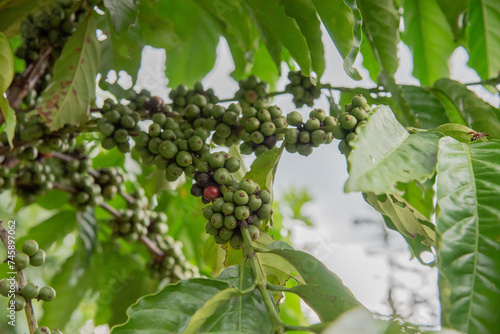fruit