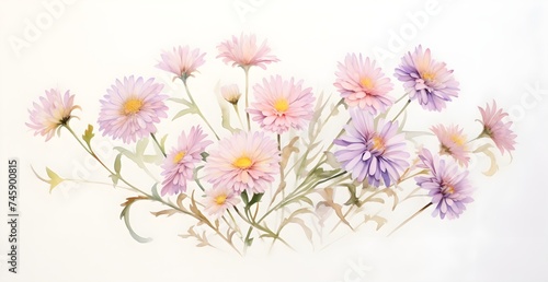 chrysanthemum flowers