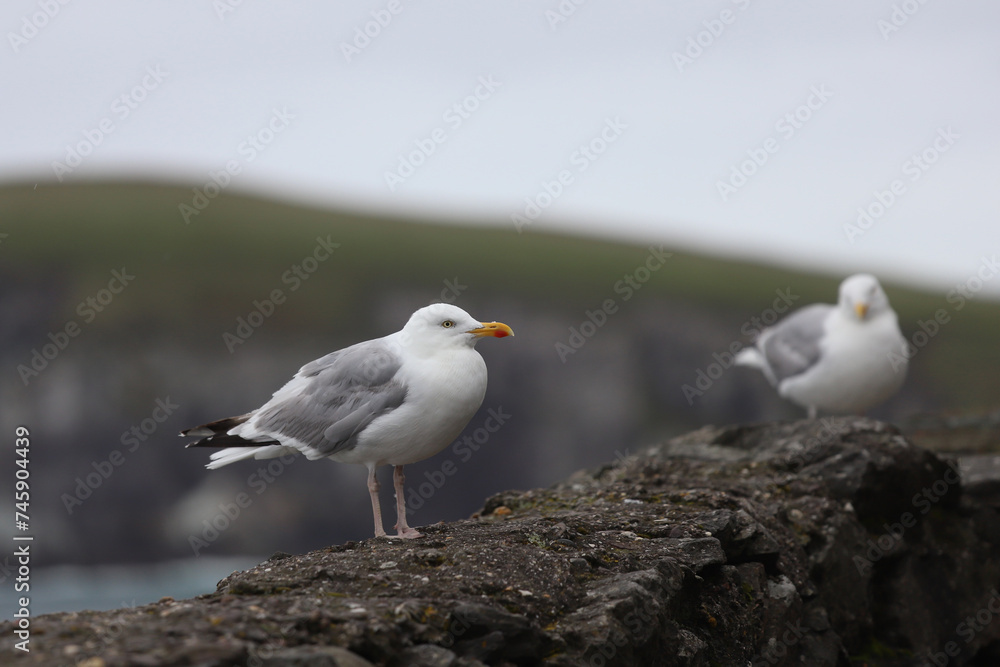 Seagulls on a cloudy day in the Dingle Peninsula, County Kerry, Ireland.
Seagulls on a cloudy day in the Dingle Peninsula, County Kerry, Ireland.