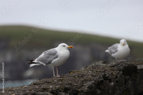 Seagulls on a cloudy day in the Dingle Peninsula, County Kerry, Ireland.
