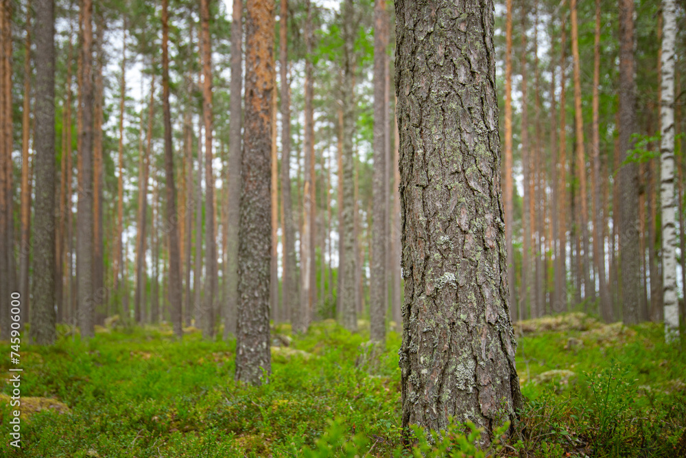 selected focus on pine tree trunk in a beautiful green forest. selected focus on pine tree trunk in a beautiful green forest.