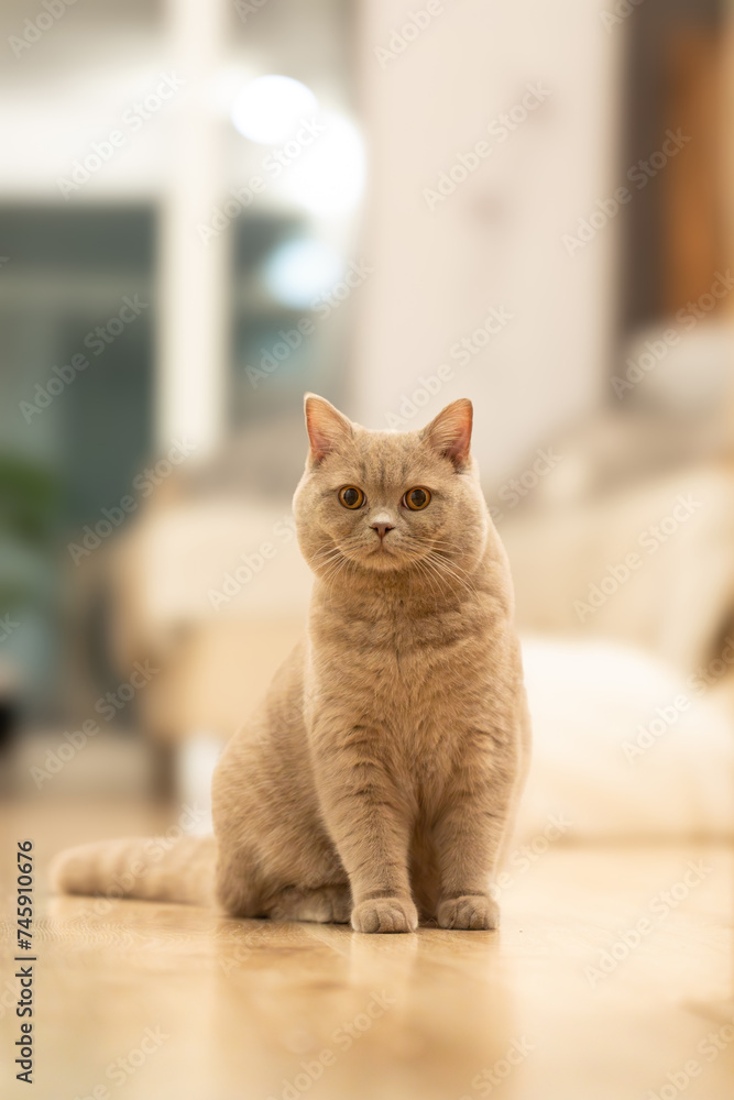 Serene British Shorthair cat in a cozy home environment
