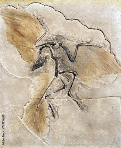 Fossil of the prehistoric bird Archeopteryx