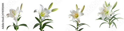 Four white lilies are shown in different stages of bloom