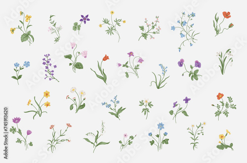 Gentle botany. Set of spring flowers. Vintage vector floral illustration. 